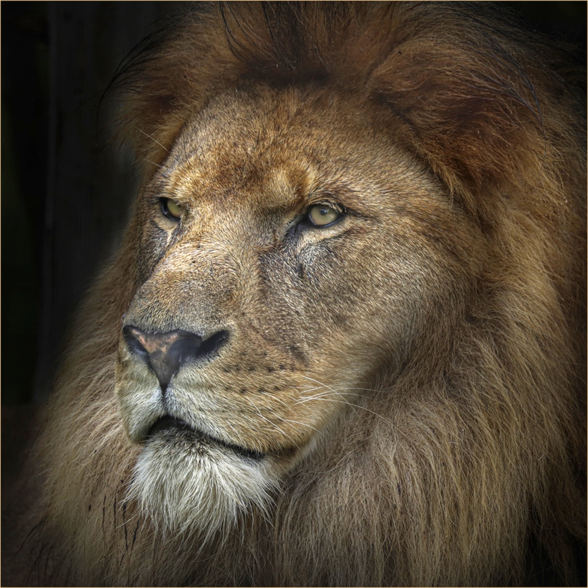King of the Pride - Ian Parker